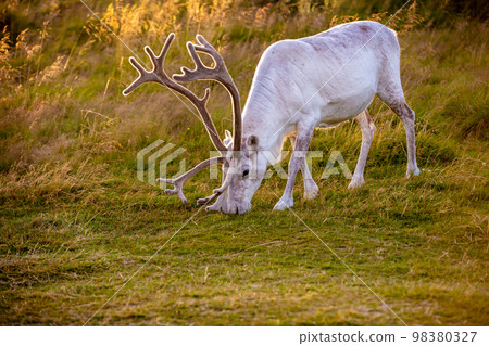 Deer grazes in a meadow in Lapland at sunset 98380327