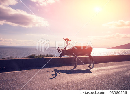 Wild Deer walking on the road. View from car window 98380336