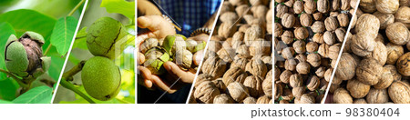 Walnuts growth, collage. Ripe nuts of a Walnut tree. Juglans regia, the Persian, English, Carpathian, Madeira walnut 98380404