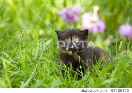 Little cute tortoiseshell kitten sits in the grass on a green lawn 98380520