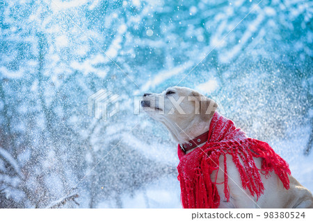 Dog wrapped in a red shawl walking outdoors in snowy winter at blizzard Dog wrapped in a red shawl walking outdoors in snowy winter at blizzard 98380524