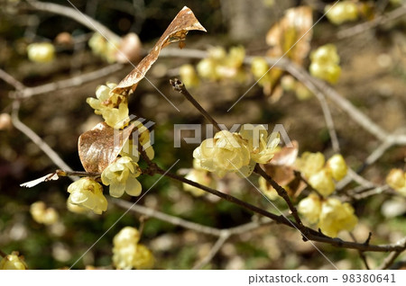 Lobai flower 98380641