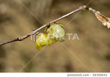 Lobai flower 98380642