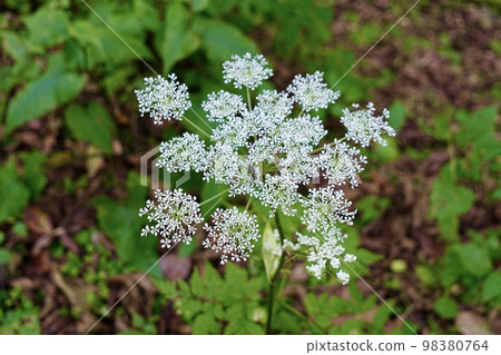 Small white flower Shiranesenkyu 98380764