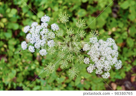 Small white flower Shiranesenkyu 98380765
