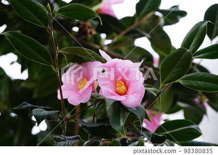 Camellia Taro Kaja Camellia Taro Kaja 98380835