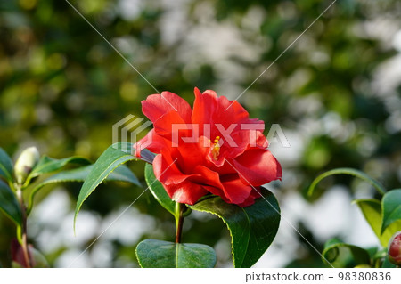 Camellia Kogetsu Camellia Kogetsu 98380836