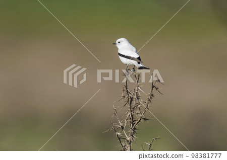 White monjita, xolmis irupero, perched, Patagonia Argentina White monjita, xolmis irupero, perched, Patagonia Argentina 98381777