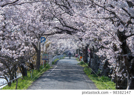 岡山縣著名的賞櫻勝地茨城，綿延兩公里的櫻花隧道 98382147