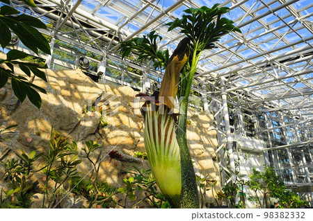 這是一朵單花 熱帶植物 December Acorn 06 世界上最大的花 98382332