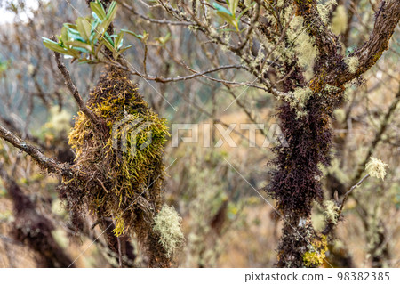 the branches of the tree are overgrown with moss 98382385