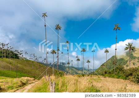 Cocora palm valley in Colombia in South America 98382389