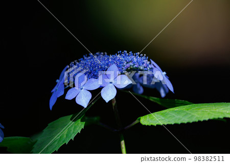 Many-leaf flowers blooming in the rainy season Hydrangea 98382511
