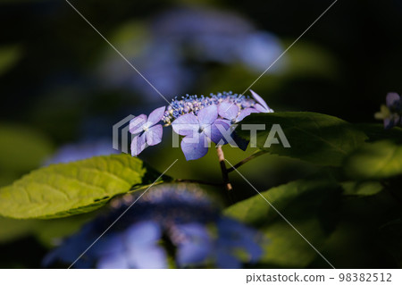 雨季繡球花盛開的多葉花 98382512