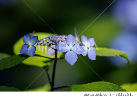 雨季繡球花盛開的多葉花 98382513