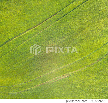 Green wheat background. Nature background. Green grass texture 98382653