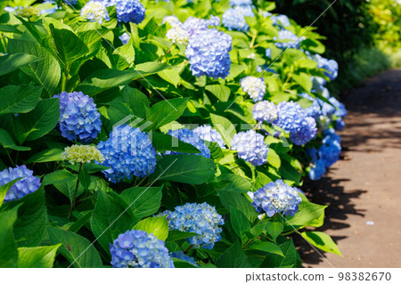 Many-leaf flowers blooming in the rainy season Hydrangea 98382670