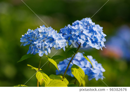 Many-leaf flowers blooming in the rainy season Hydrangea 98382676