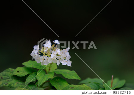 Many-leaf flowers blooming in the rainy season Hydrangea 98382716
