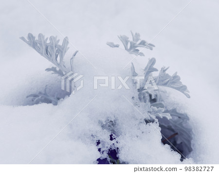 Snowy morning flower bed Asteraceae Shirotaegiku 98382727