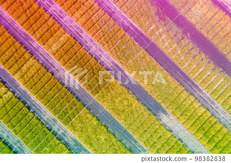 Aerial top view of the colorful geometric wheat fields. Abstract rural nature background 98382838