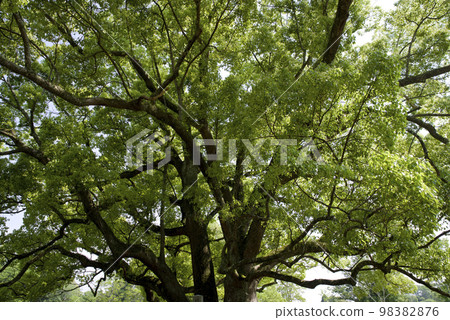 I have a big camphor tree. The scientific name is Cinnamomum camphora. 98382876