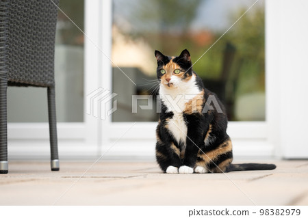 overweight calico cat sitting on patio outdoors observing 98382979
