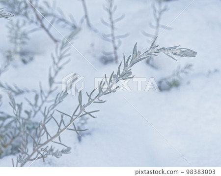 白雪皚皚的早晨花壇 菊科 Shirotaegiku 98383003