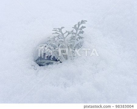 Snowy morning flower bed Asteraceae Shirotaegiku 98383004