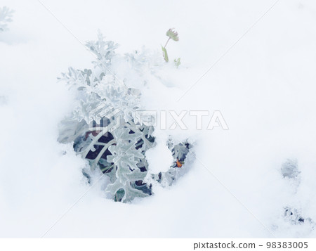 Snowy morning flower bed Asteraceae Shirotaegiku 98383005