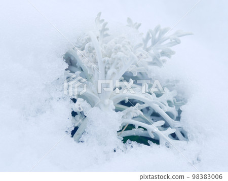 Snowy morning flower bed Asteraceae Shirotaegiku 98383006
