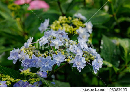 雨季繡球花盛開的多葉花 98383065