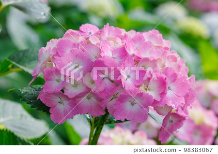 雨季繡球花盛開的多葉花 98383067