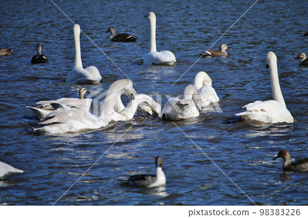 Swans playing on the surface of the water 98383226