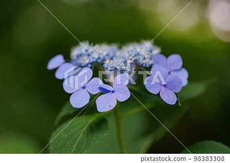 雨季繡球花盛開的多葉花 98383308