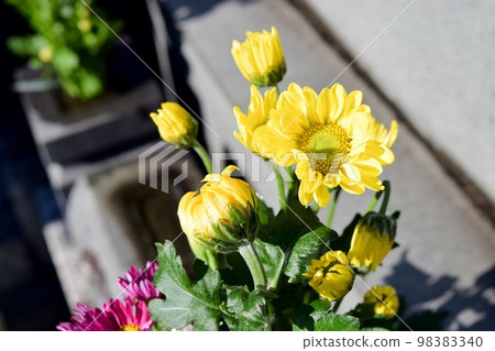 提供以 Kangiku 為中心的插花 提供以 Kangiku 為中心的插花 98383340