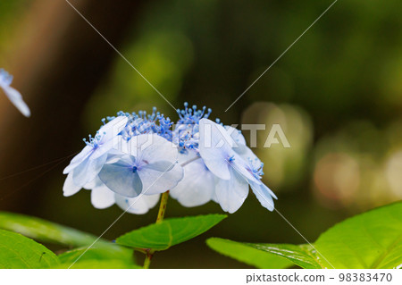 雨季繡球花盛開的多葉花 98383470