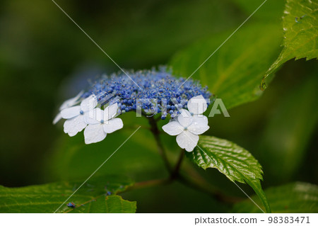雨季繡球花盛開的多葉花 98383471
