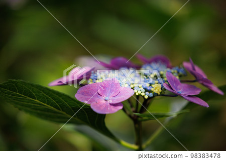 Many-leaf flowers blooming in the rainy season Hydrangea Many-leaf flowers blooming in the rainy season Hydrangea 98383478