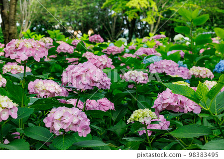 Many-leaf flowers blooming in the rainy season Hydrangea 98383495