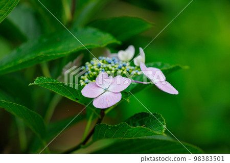 雨季繡球花盛開的多葉花 98383501