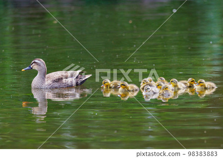 Spot-billed ducks where the march with parents and children attracts a lot of attention every year 98383883