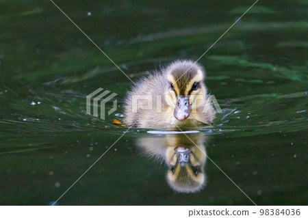 Spot-billed ducks where the march with parents and children attracts a lot of attention every year Spot-billed ducks where the march with parents and children attracts a lot of attention every year 98384036