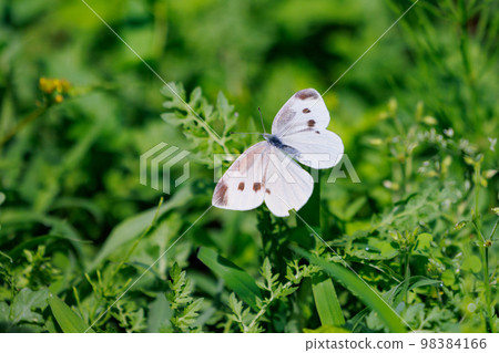 A white fairy fluttering and fluttering, a cabbage white butterfly 98384166