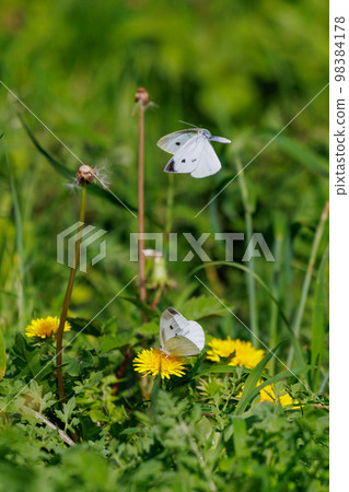A white fairy fluttering and fluttering, a cabbage white butterfly 98384178
