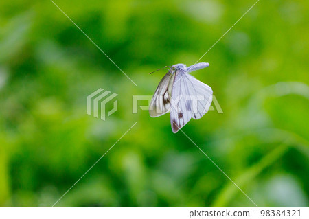 一隻白色的仙女飄飄著，一隻白菜蝴蝶 98384321