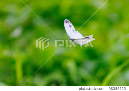 A white fairy fluttering and fluttering, a cabbage white butterfly 98384323
