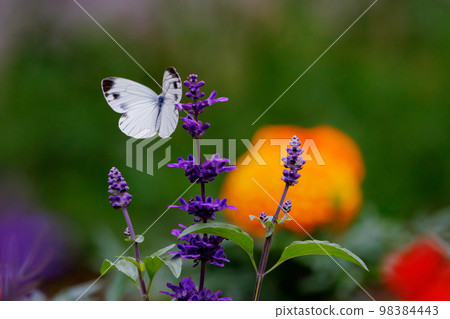 A white fairy fluttering and fluttering, a cabbage white butterfly 98384443