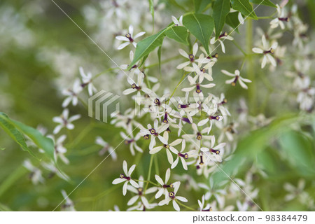 The chinaberry tree has small white flowers. The scientific name is Melia azedarach. The chinaberry tree has small white flowers. The scientific name is Melia azedarach. 98384479