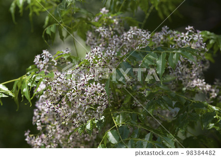 The chinaberry tree has small white flowers. The scientific name is Melia azedarach. The chinaberry tree has small white flowers. The scientific name is Melia azedarach. 98384482